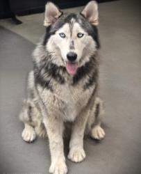 Shelter Stray Female Dog last seen , 3201 Lacy St, Los Angeles, CA 90031, USA