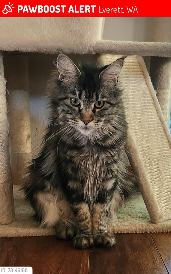 Lost Female Cat last seen 112th & 1st Ave 11110 1st Ave SE, Everett, WA 98208, Everett, WA 98208