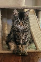Lost Female Cat last seen 112th & 1st Ave 11110 1st Ave SE, Everett, WA 98208, Everett, WA 98208