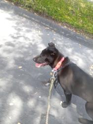 Lost Male Dog last seen Granite ridge Dr and w canyon ave, San Diego, CA 92123