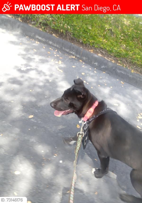 Lost Male Dog last seen Granite ridge Dr and w canyon ave, San Diego, CA 92123
