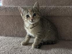 Found/Stray Female Cat last seen Near Valdese Rec, Valdese, NC 28690