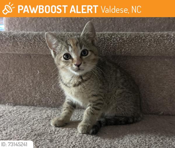 Found/Stray Female Cat last seen Near Valdese Rec, Valdese, NC 28690