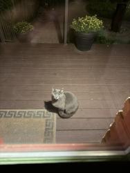 Found/Stray Female Cat last seen Longacre St Farmington, Farmington, MI 48335