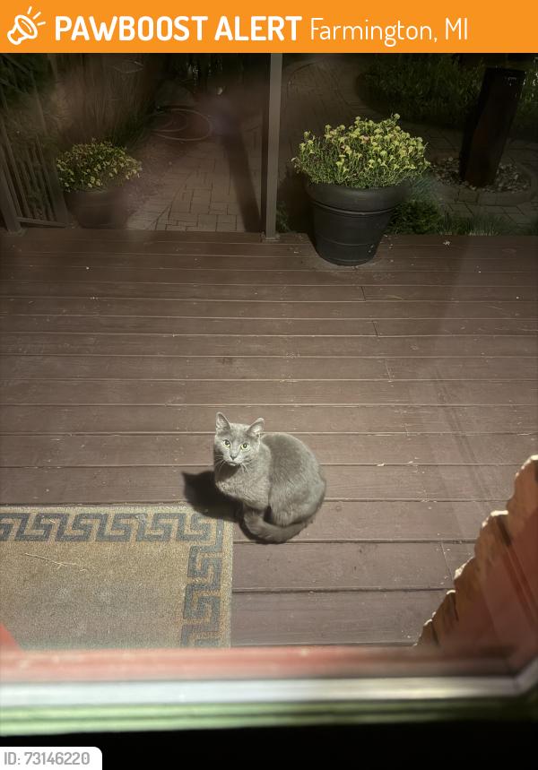 Found/Stray Female Cat last seen Longacre St Farmington, Farmington, MI 48335