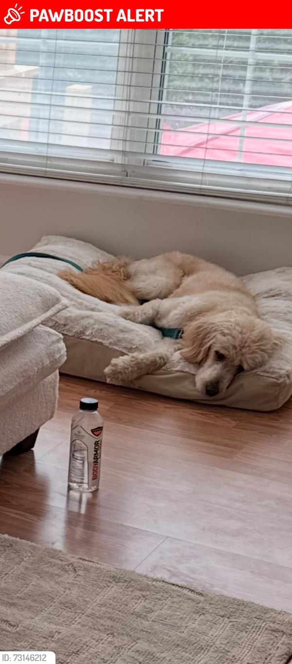 Lost Female Dog last seen Polo Parc, Marine Avenue, seven pine, Lee court du mond apmts, Maryland Heights, MO 63146