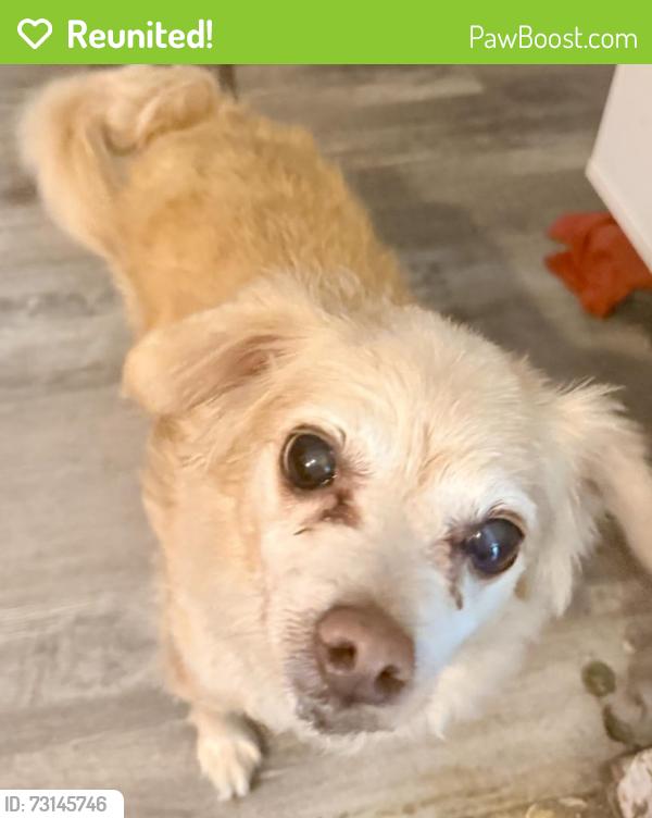 Reunited Male Dog last seen Courtright across from rand apmts, Columbus, OH 43227