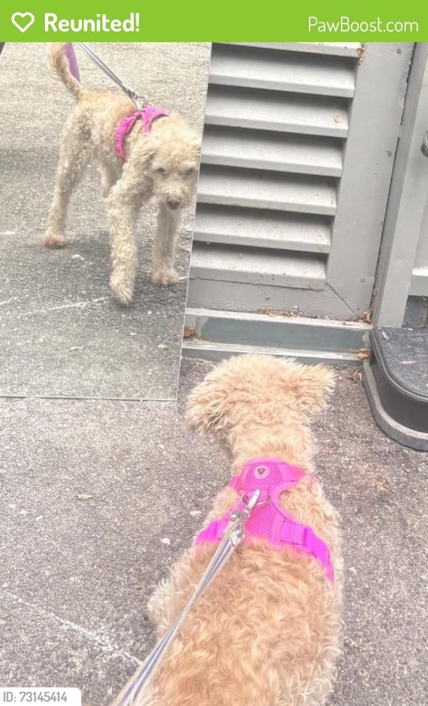 Reunited Female Dog last seen Trail on Burnhamthorpe Rd W, Erin Mills, Mississauga, ON 