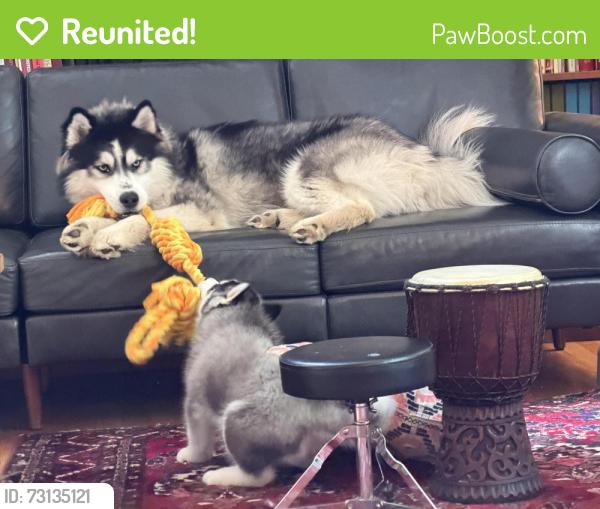 Reunited Male Dog last seen Brewster lane, Hamden, CT 06518