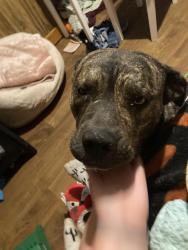 Lost Male Dog last seen Depot at water valley ky, Water Valley, KY 42085