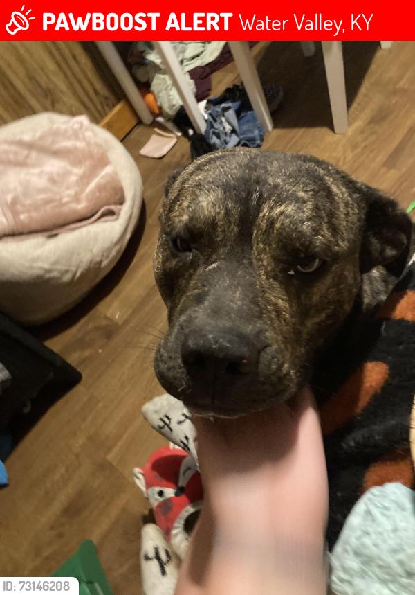 Lost Male Dog last seen Depot at water valley ky, Water Valley, KY 42085