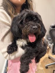 Found/Stray Male Dog last seen Elm Street, Downtown Dallas in Tower Garage, Dallas, TX 75201
