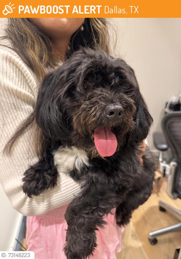 Found/Stray Male Dog last seen Elm Street, Downtown Dallas in Tower Garage, Dallas, TX 75201