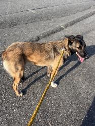 Reunited Female Dog last seen Home st, Bellingham, WA 98225