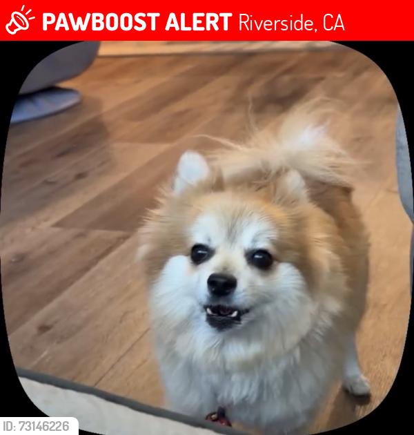 Lost Male Dog last seen McAllister and Grove Dr, Riverside, CA 92503