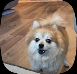 Lost Male Dog last seen McAllister and Grove Dr, Riverside, CA 92503