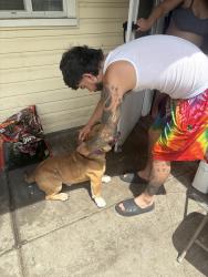 Reunited Male Dog last seen Near North Church Street, Kalamazoo, MI 49007