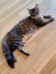 Reunited Male Cat last seen Posen Street, Manor Way, Albany, CA 94706