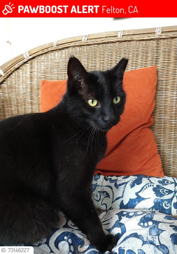 Lost Male Cat last seen farmer and Cooper, Felton, CA 95018