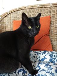Lost Male Cat last seen farmer and Cooper, Felton, CA 95018