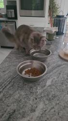 Reunited Female Cat last seen Route 57, Greenwich Township, NJ 08886