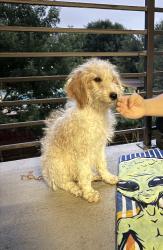 Found/Stray Male Dog last seen Stairwell, Dallas, TX 75208