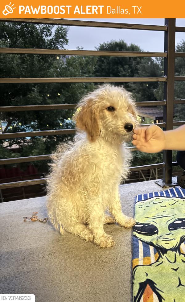 Found/Stray Male Dog last seen Stairwell, Dallas, TX 75208