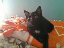 Reunited Female Cat last seen Culbertson Ave & E 8th Street, New Albany, IN 47150