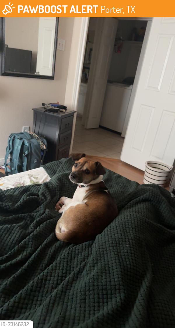 Found/Stray Male Dog last seen Found inside the gated Gilbert hse s complex, Porter, TX 77365