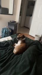 Found/Stray Male Dog last seen Found inside the gated Gilbert hse s complex, Porter, TX 77365