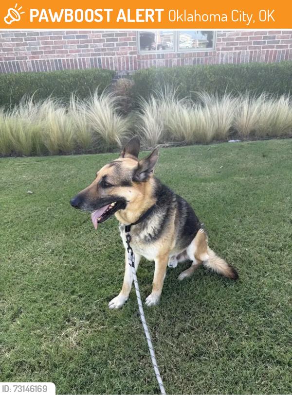 Found/Stray Male Dog last seen Castleberry Neighborhood, Oklahoma City, OK 73012