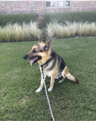 Found/Stray Male Dog last seen Castleberry Neighborhood, Oklahoma City, OK 73012