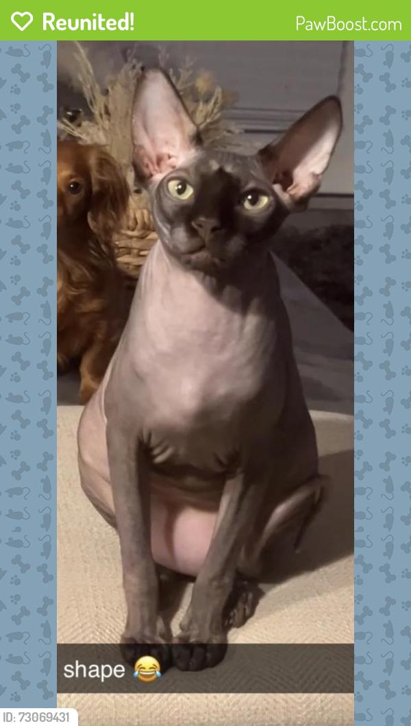 Reunited Male Cat last seen Etowah preserve, Dawsonville, GA 30534