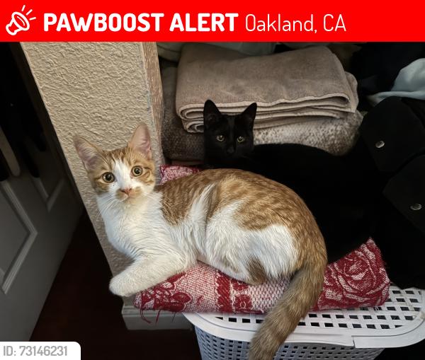 Lost Female Cat last seen Between San Leandro blvd and east 14th, Oakland, CA 94603