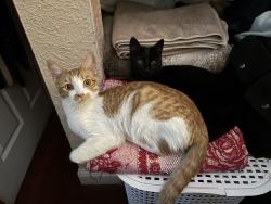 Lost Female Cat last seen Between San Leandro blvd and east 14th, Oakland, CA 94603