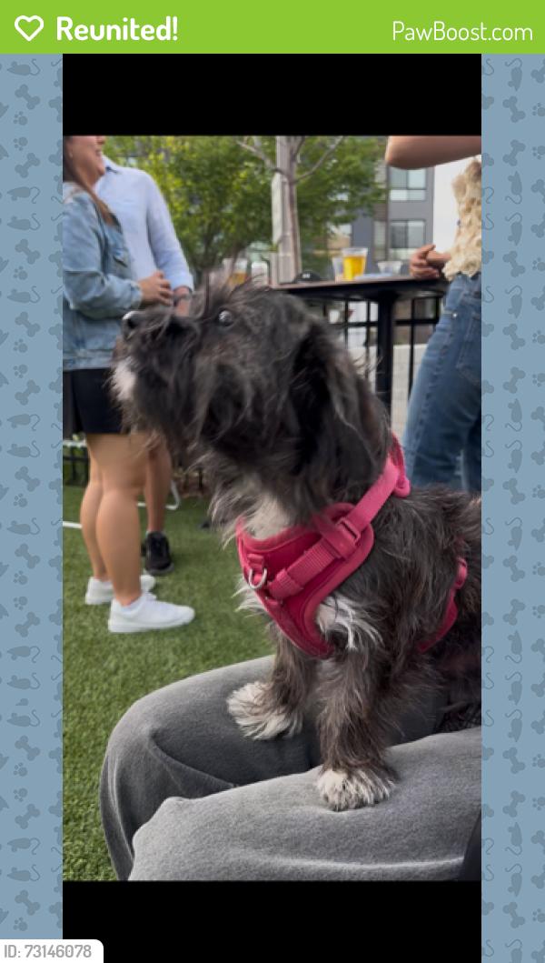 Reunited Male Dog last seen Near 11th st NW, Washington, DC 20001