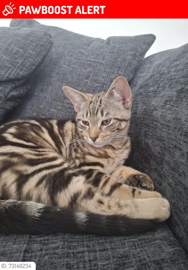 Lost Male Cat last seen Rushy Road, Alders Road, fancroft Road, Wythenshawe, England 