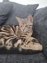 Lost Male Cat last seen Rushy Road, Alders Road, fancroft Road, Wythenshawe, England 