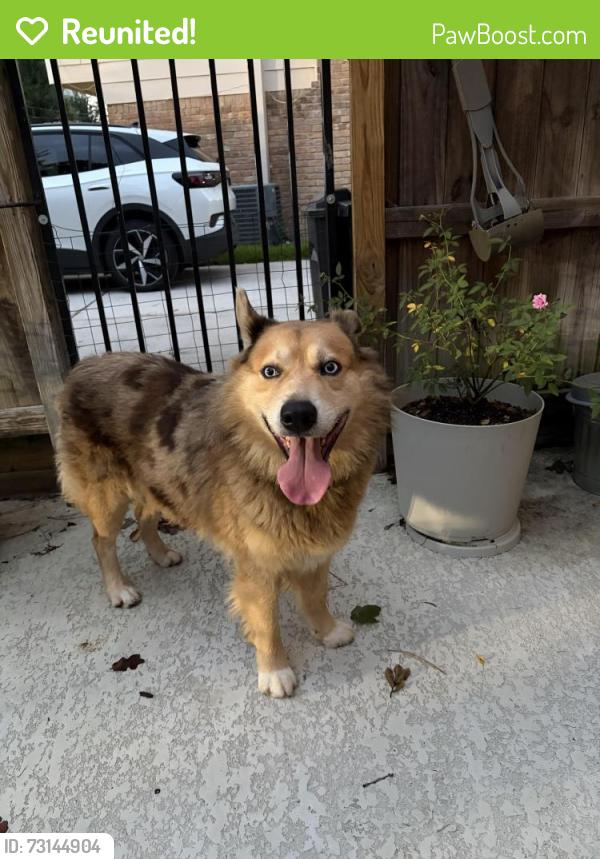 Reunited Male Dog last seen Pebble Springs and Paradise Valley, Houston, TX 77066