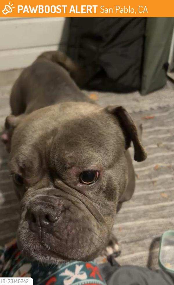 Found/Stray Female Dog last seen Near Sierra Ridge, San Pablo, CA 94806
