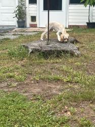Reunited Female Dog last seen 31st St & 48th Ave N, Lealman, FL 33714