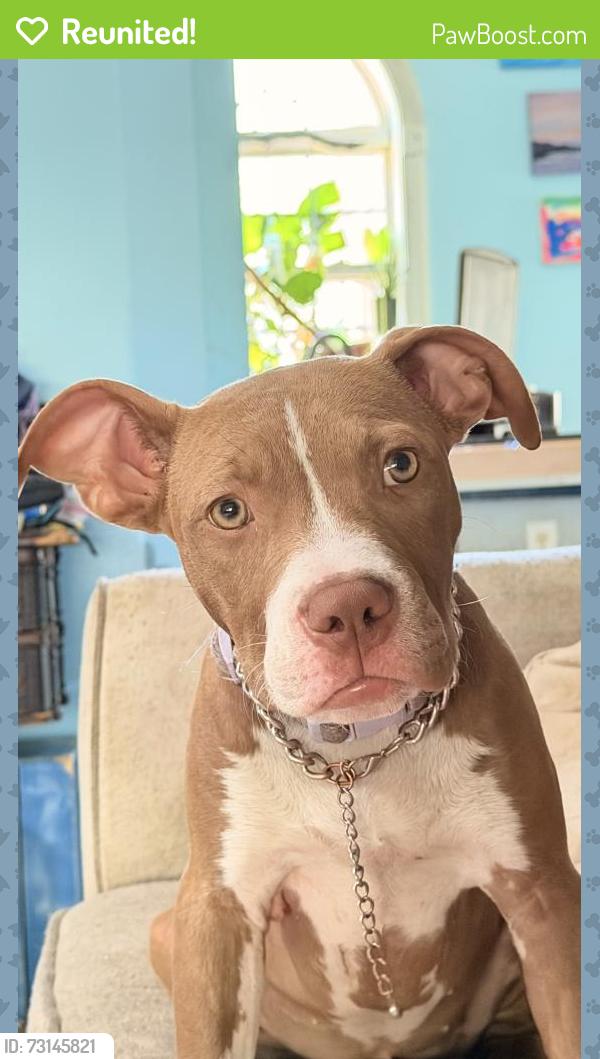 Reunited Female Dog last seen Cool springs Rd, Craven County, NC 28527