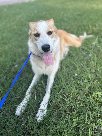 Shelter Stray Male Dog last seen Papermill Rd, City of Knoxville ASO, TN, 3201 Division St, Knoxville, TN 37919, USA
