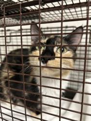 Shelter Stray Female Cat last seen Near Isabella Cir #234, City of Knoxville ASO, TN, 3201 Division St, Knoxville, TN 37919, USA