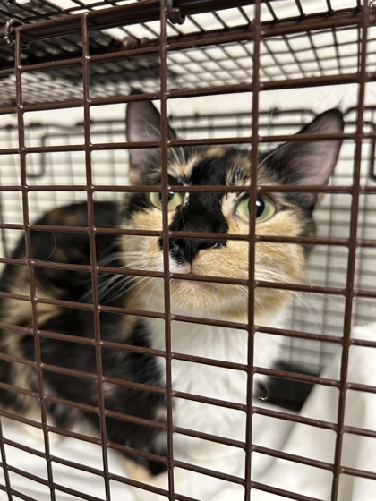 Shelter Stray Female Cat last seen Near Isabella Cir #234, City of Knoxville ASO, TN, 3201 Division St, Knoxville, TN 37919, USA