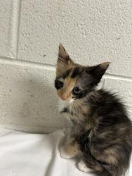 Shelter Stray Unknown Cat last seen Near Isabella Cir #234, City of Knoxville ASO, TN, 3201 Division St, Knoxville, TN 37919, USA