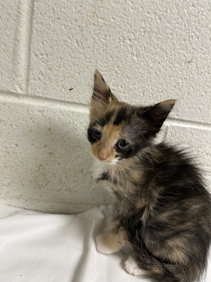 Shelter Stray Unknown Cat last seen Near Isabella Cir #234, City of Knoxville ASO, TN, 3201 Division St, Knoxville, TN 37919, USA