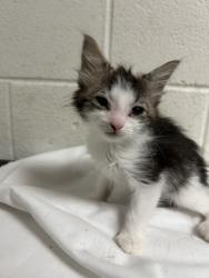 Shelter Stray Unknown Cat last seen Near Isabella Cir #234, City of Knoxville ASO, TN, 3201 Division St, Knoxville, TN 37919, USA