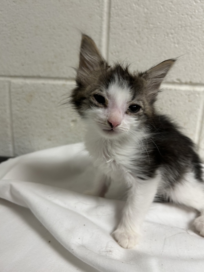 Shelter Stray Unknown Cat last seen Near Isabella Cir #234, City of Knoxville ASO, TN, 3201 Division St, Knoxville, TN 37919, USA