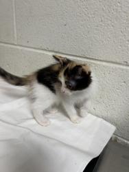 Shelter Stray Unknown Cat last seen Near Isabella Cir #234, City of Knoxville ASO, TN, 3201 Division St, Knoxville, TN 37919, USA